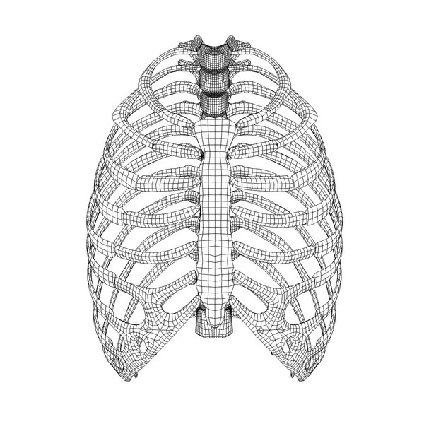 human rib cage respiratory 3d model